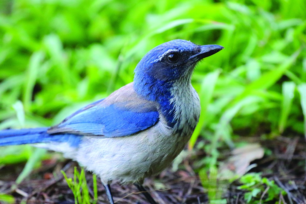 Close-up of blue Western Scrub Jay on ground