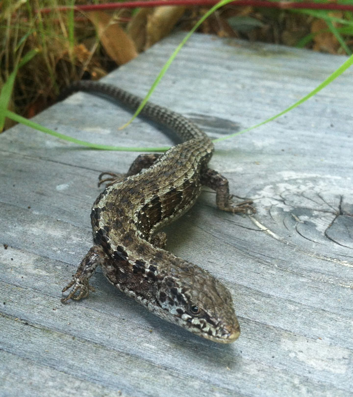 Close-up view alligator lizard on wood bench