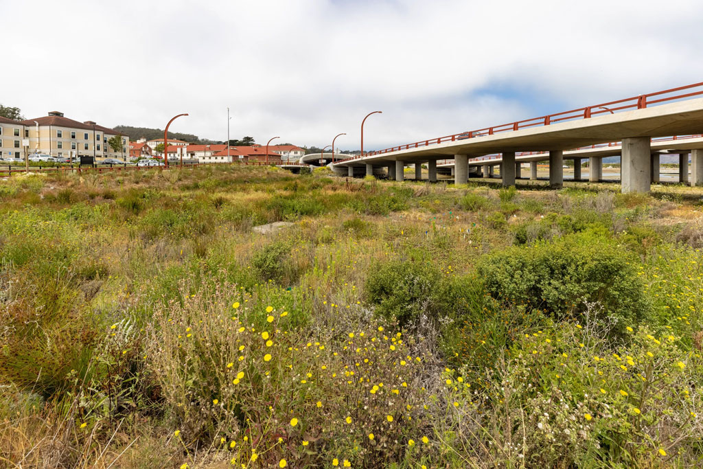 Plants and grassland next to bridges and buildings in the background.