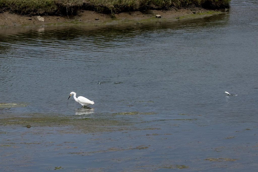 White bird in waters
