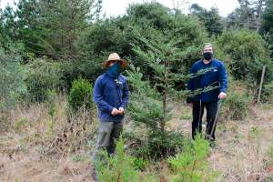 Presidio Forestry’s Alex Roberts and Stephen Duffy with an Aptos Blue redwood in Thomas Grove.