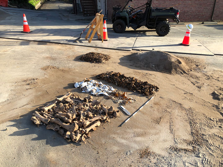 Artifacts organized at storm drain site