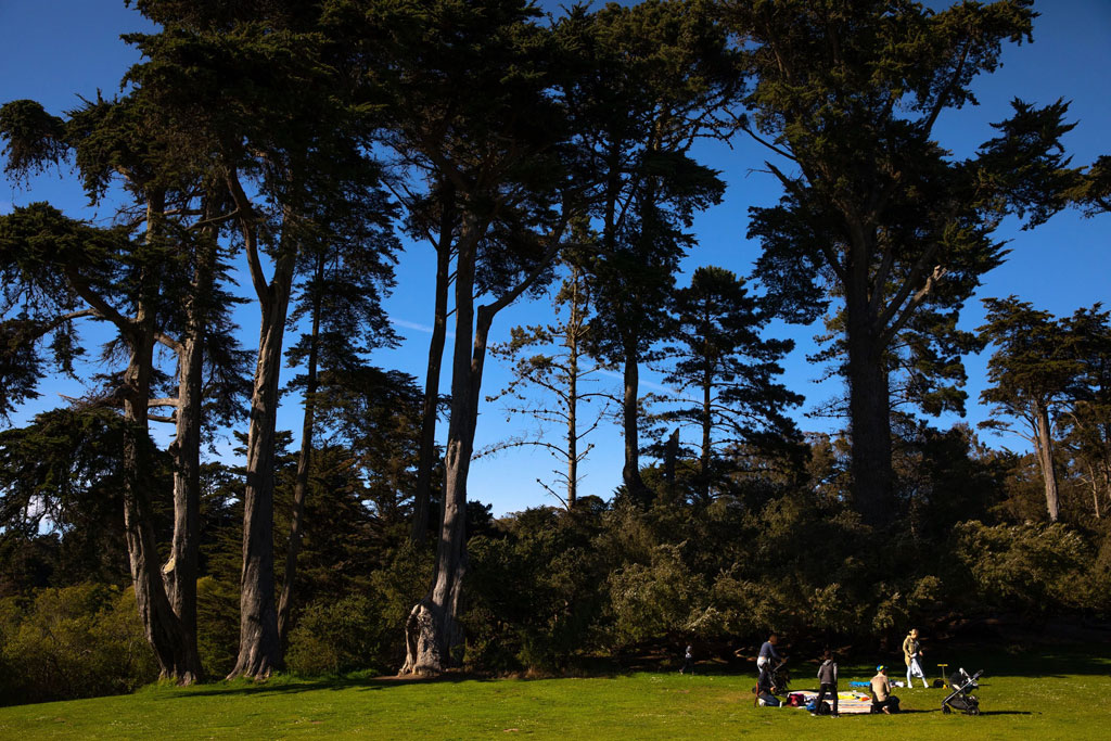 Visitors picnicking on lawn with tall trees in the background