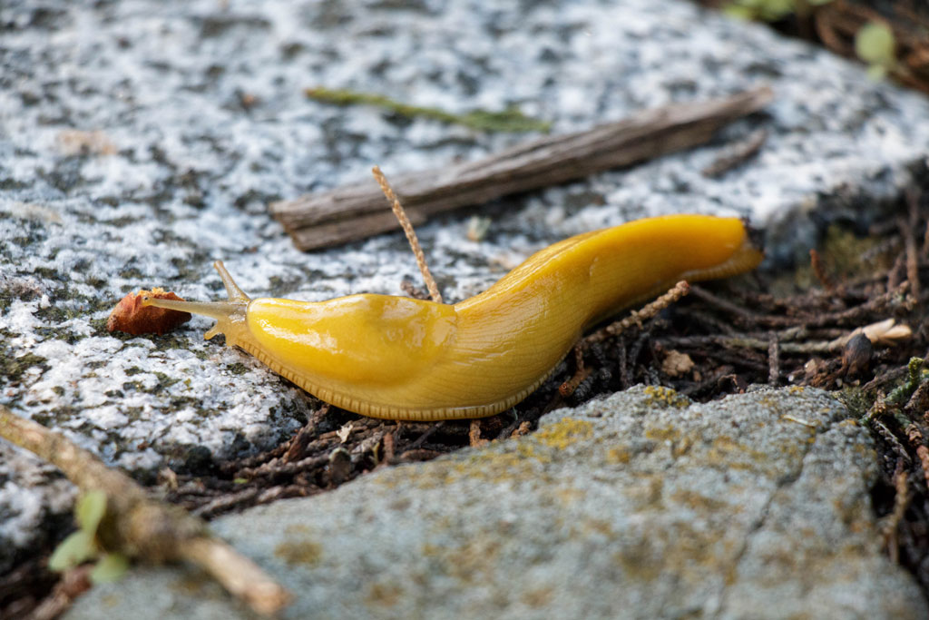 Yellow banana slug on ground