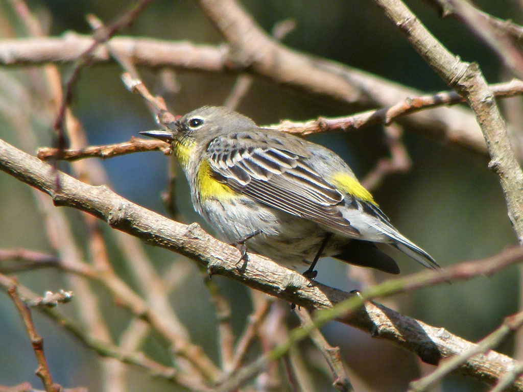 Bird with yellow, white, black, and brown feathers on tree branch