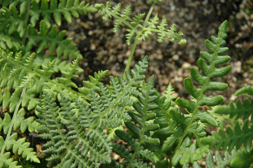 Green sword-like fern leaves
