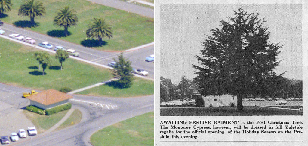 Aerial view of the tree and a newspaper article about it circa 1957.