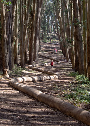 Visitors on Wood Line in forest