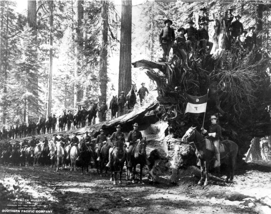 Troops on horses assembled on top of an around fallen Monarch tree