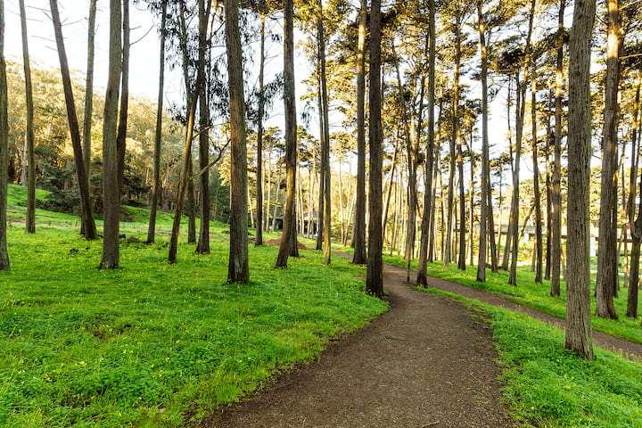 Trail through the Presidio forest.