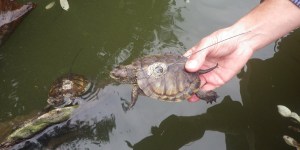 Native turtles released in Mountain Lake