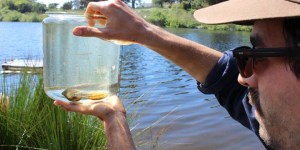 Releasing native species into Mountain Lake