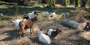 Boer goats at the Presidio