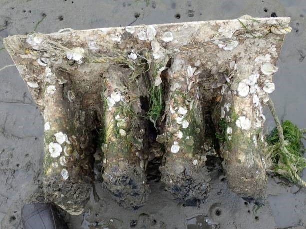 The structure with oysters growing on it at Crissy Marsh.