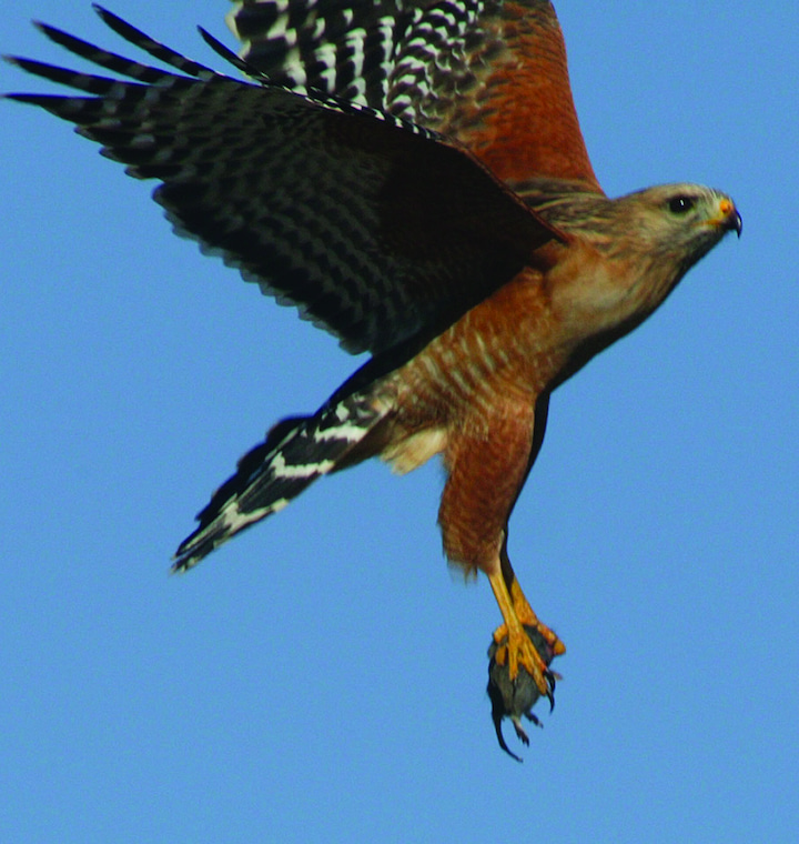 Red-shouldered hawk. Photo by Terry Schmitt.