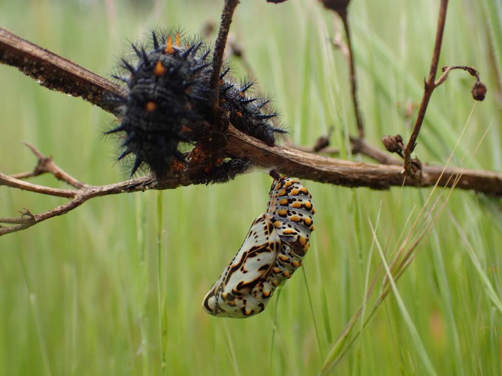 Checkerspot larva at El Poline Spring.