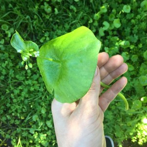 A hand holding a large green leaf.