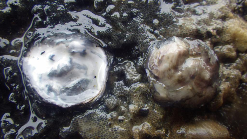 Oysters growing at Crissy Marsh.