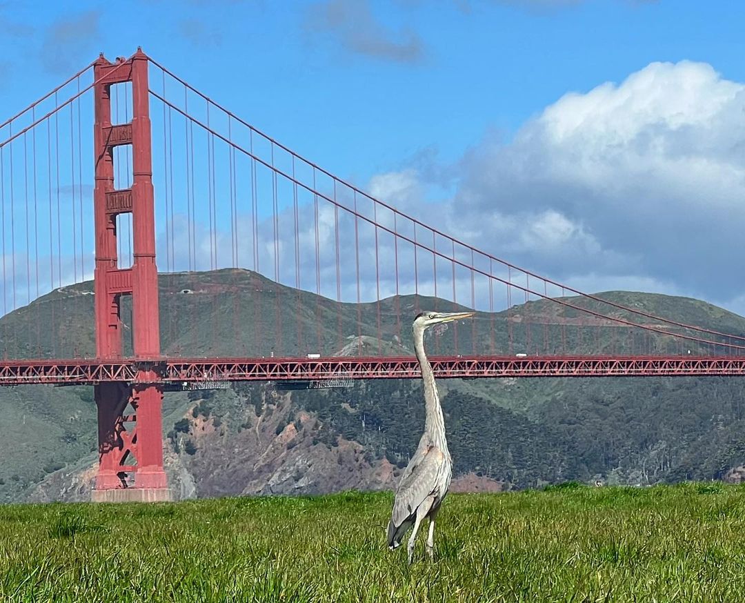 GOLDEN GATE NATIONAL PARKS, Shirts, Cycling Shirt Sanfrancisco Golden  Gate Bridge Red Blue Yellow Gold Size Small