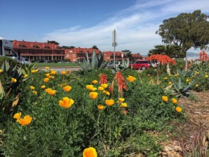 California Poppies at the Main Post with red barracks in the background.