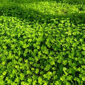 A blanket of bright green clover.