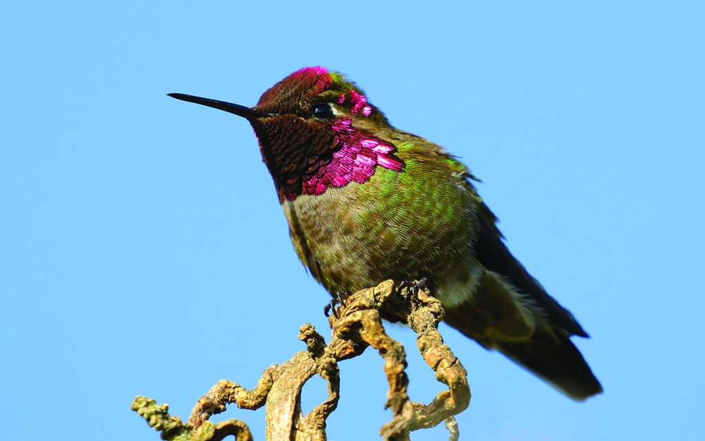 Anna's Hummingbird with pink, green and brown feathers, and pointy beak.