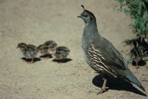 Image of mother quail with 3 baby quails.