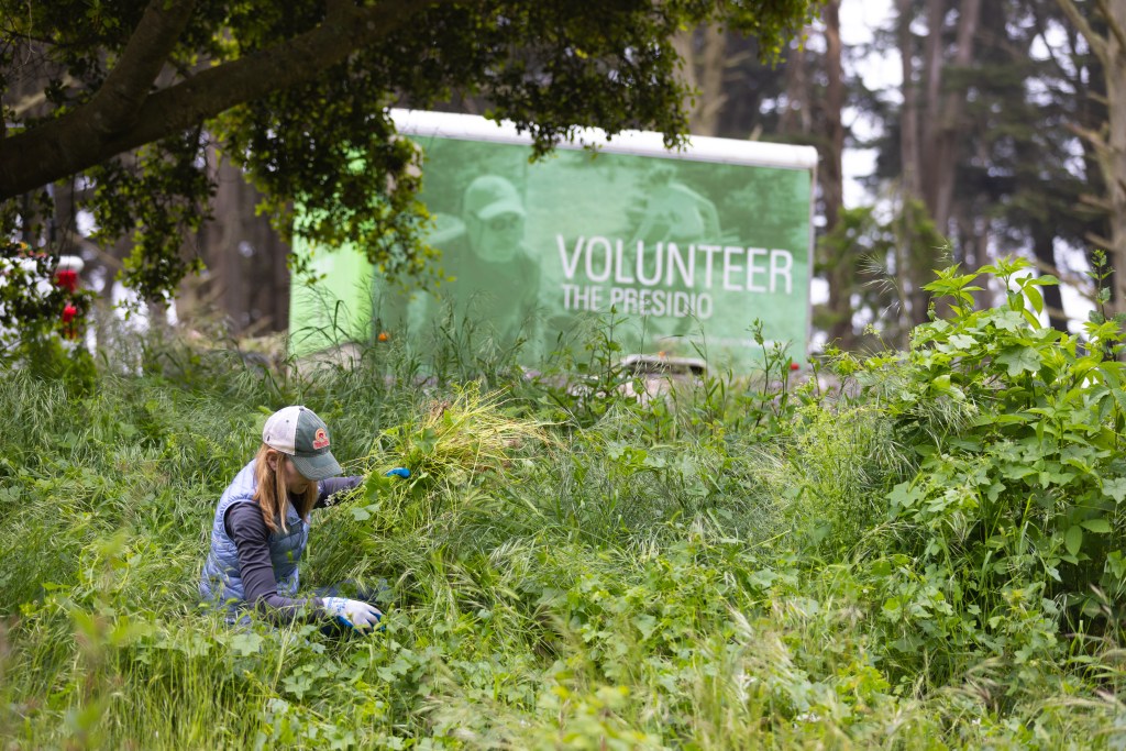 Forestry volunteer working in the Presidio forest situated in front of cart with "Volunteer" on the side.