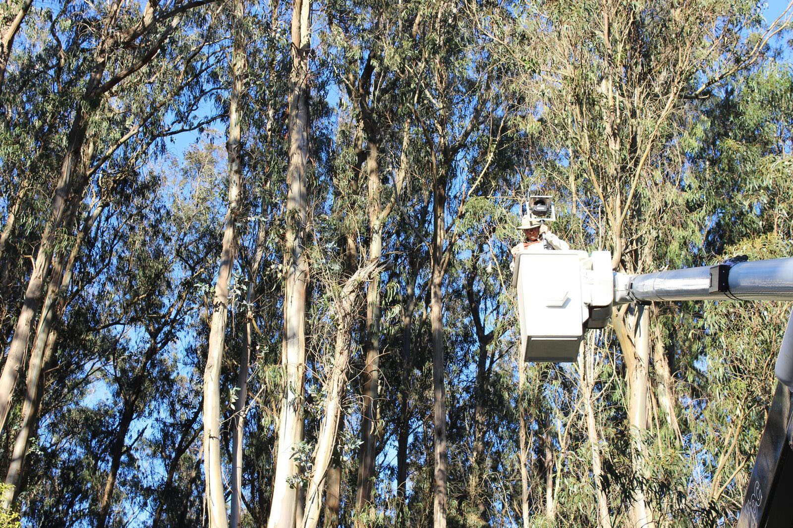 Man up in cherry picker in the presidio amongst eucalyptus trees.