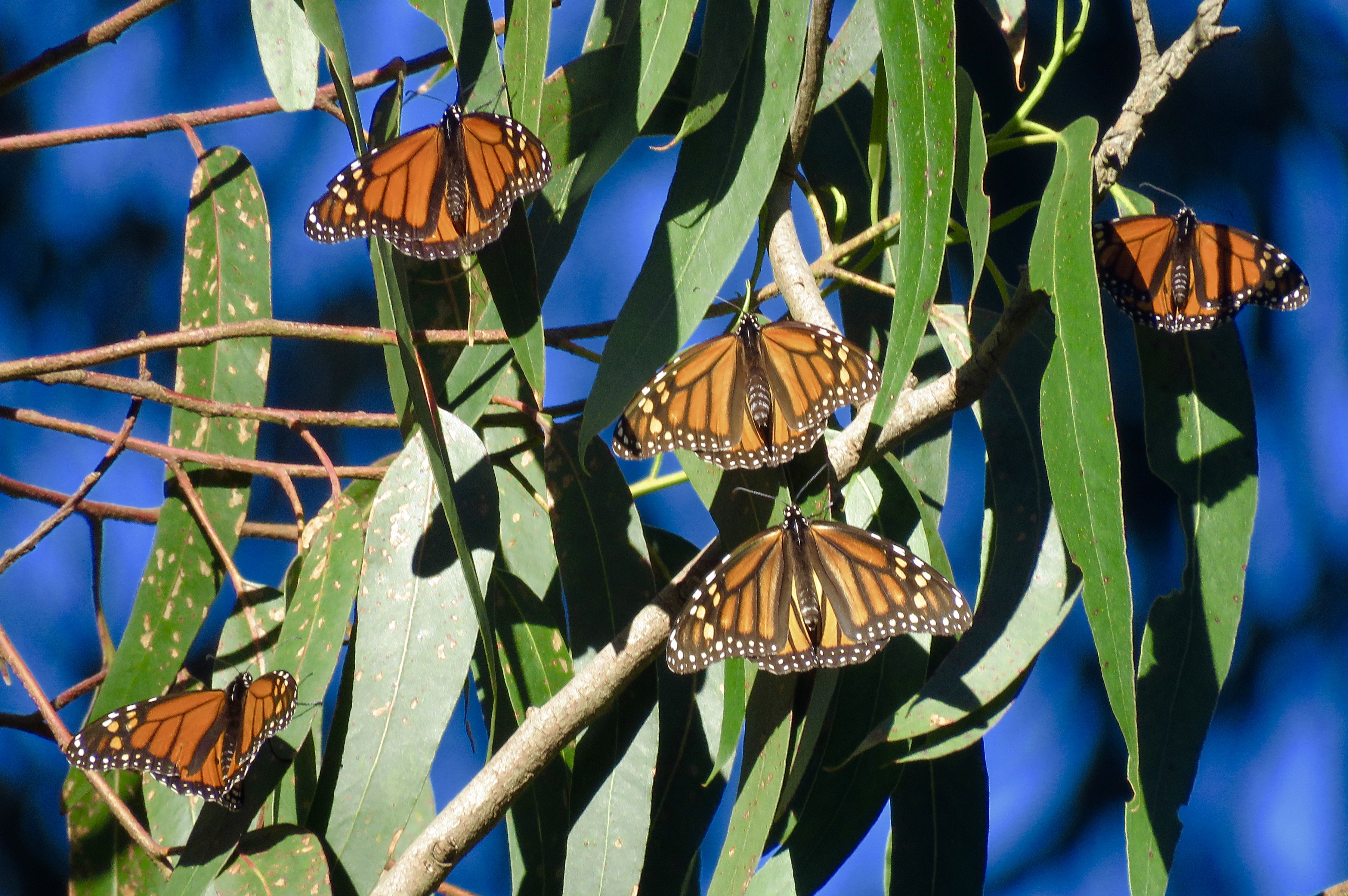 Monarch butterflies overwintering in the Presidio by warming themselves on a Eucalyptus tree.
