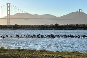 Flock of birds on Crissy Marsh