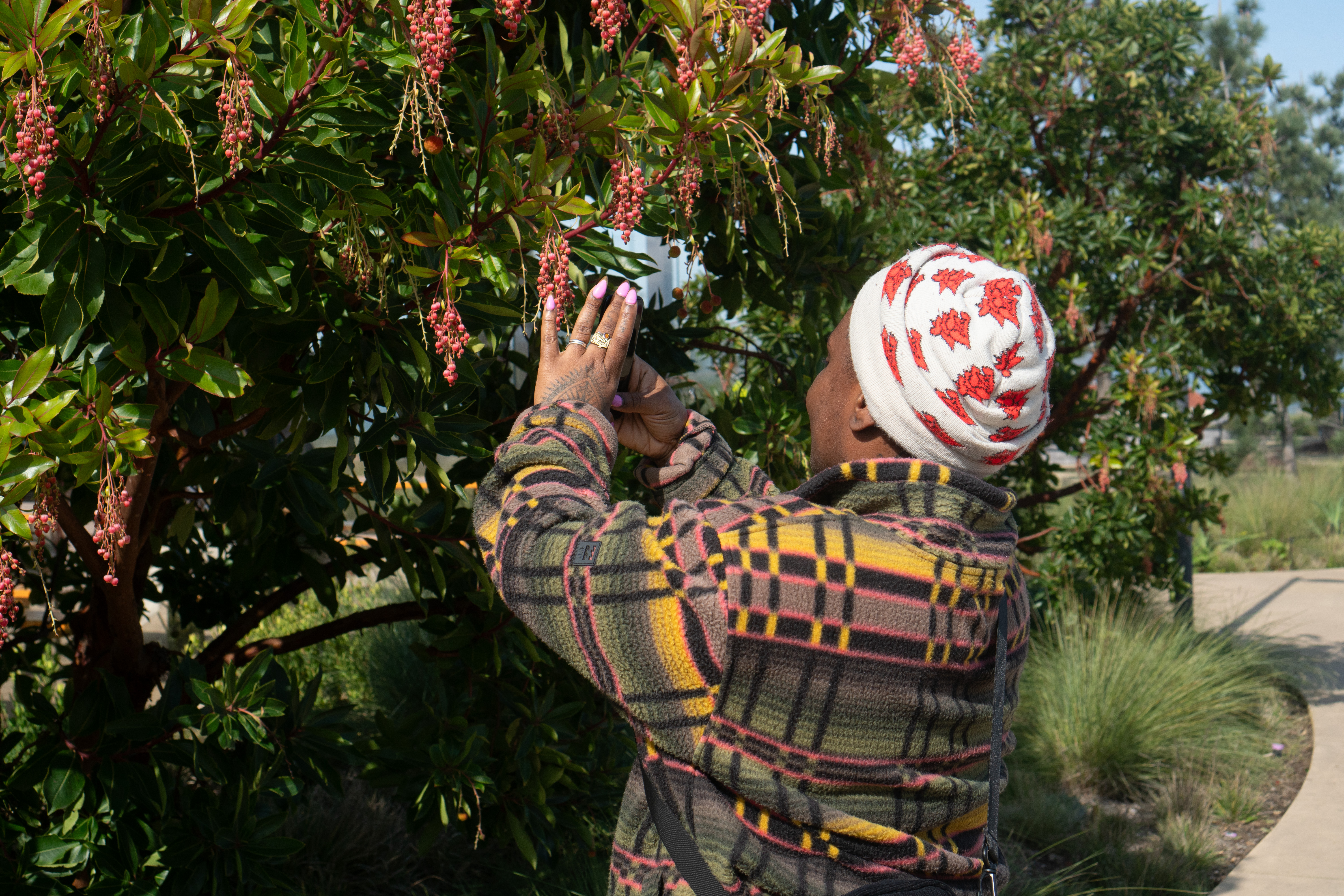 Woman exploring a Toyon berry bush with her back to the camera