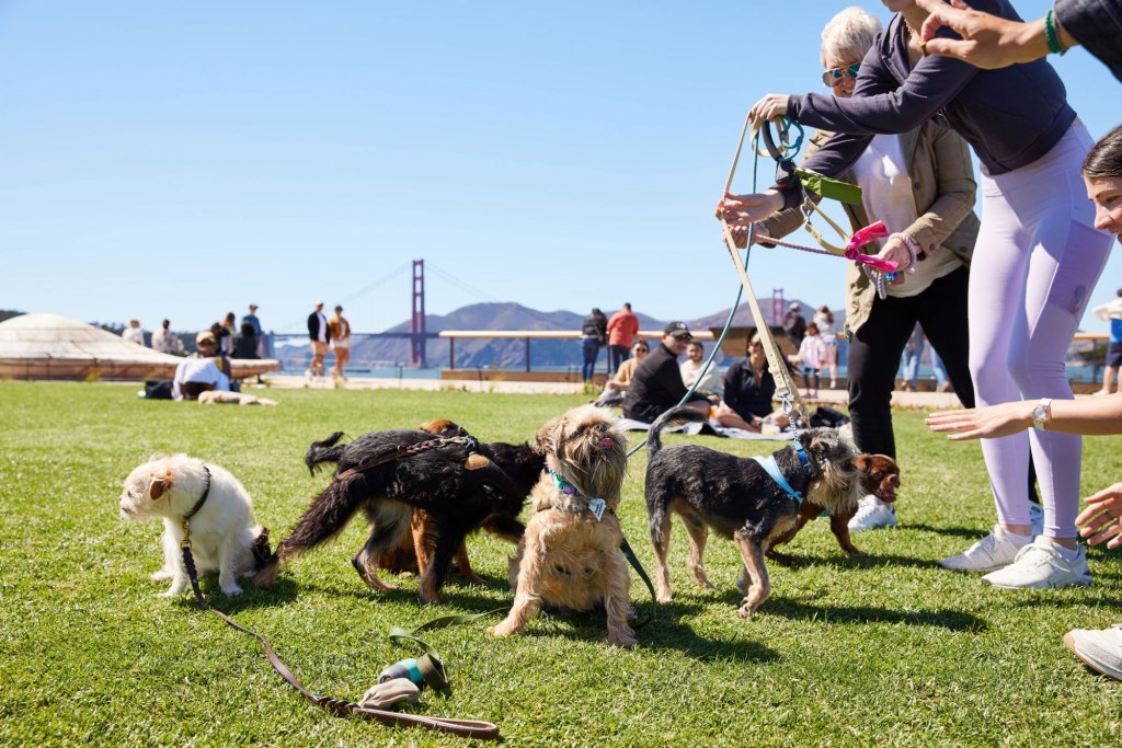Dogs on leashes with owners at Presidio Tunnel Tops
