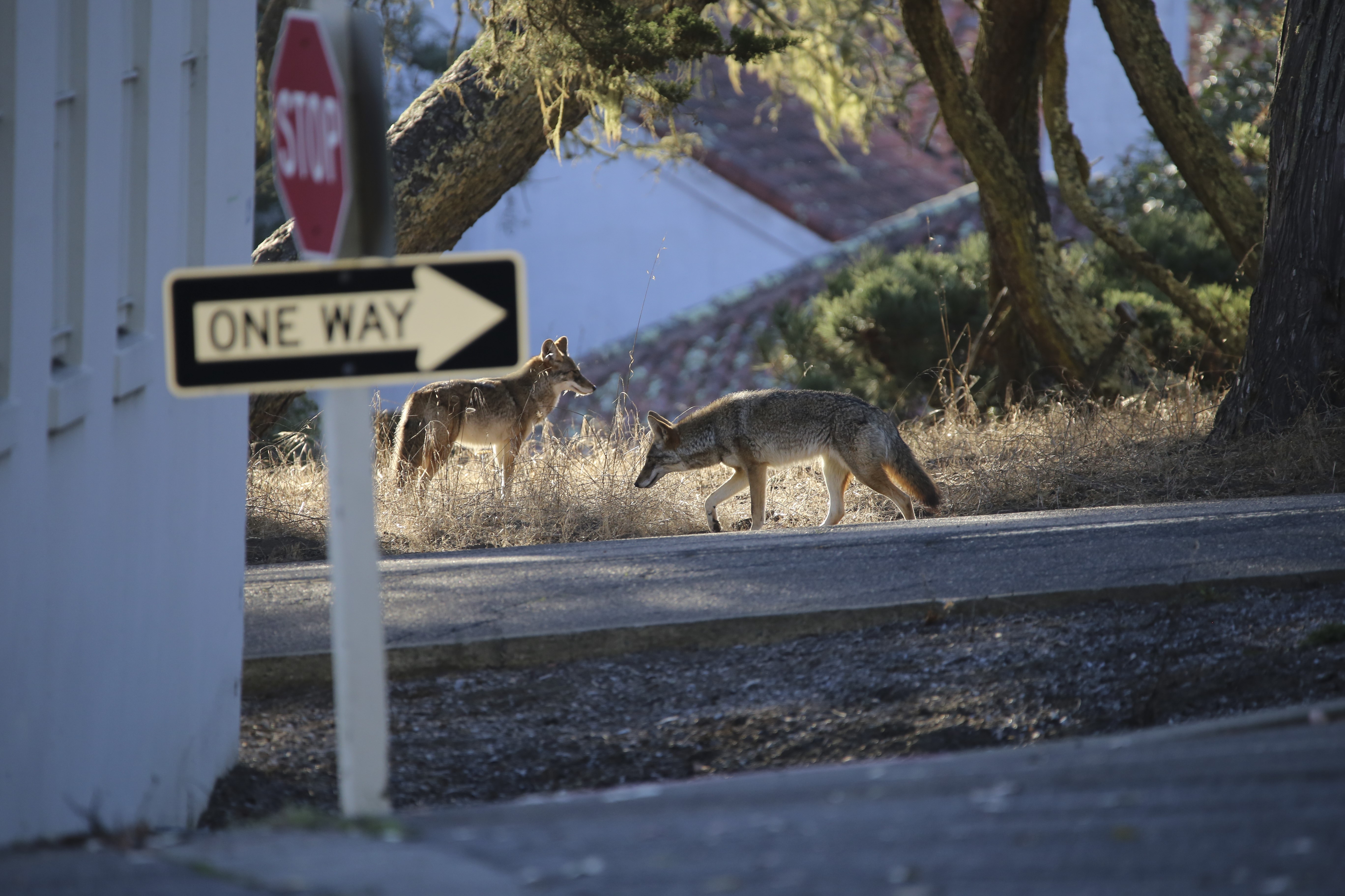 two coyotes on the street.