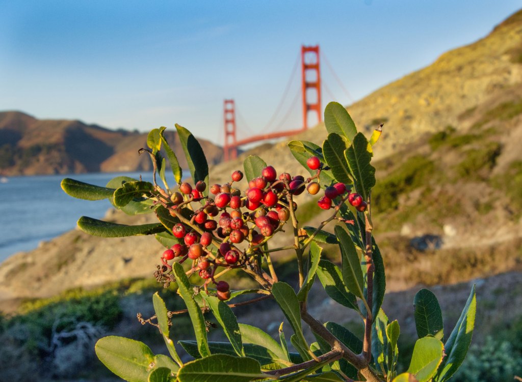 Toyon berries at Baker Beach