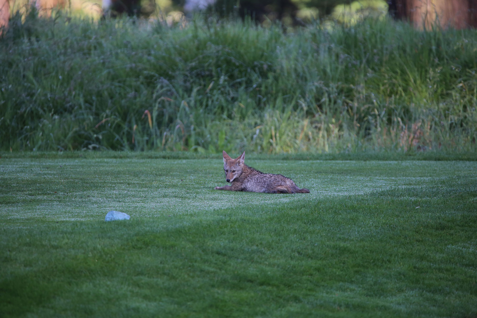 Coyote Pup Playing at Golf Course