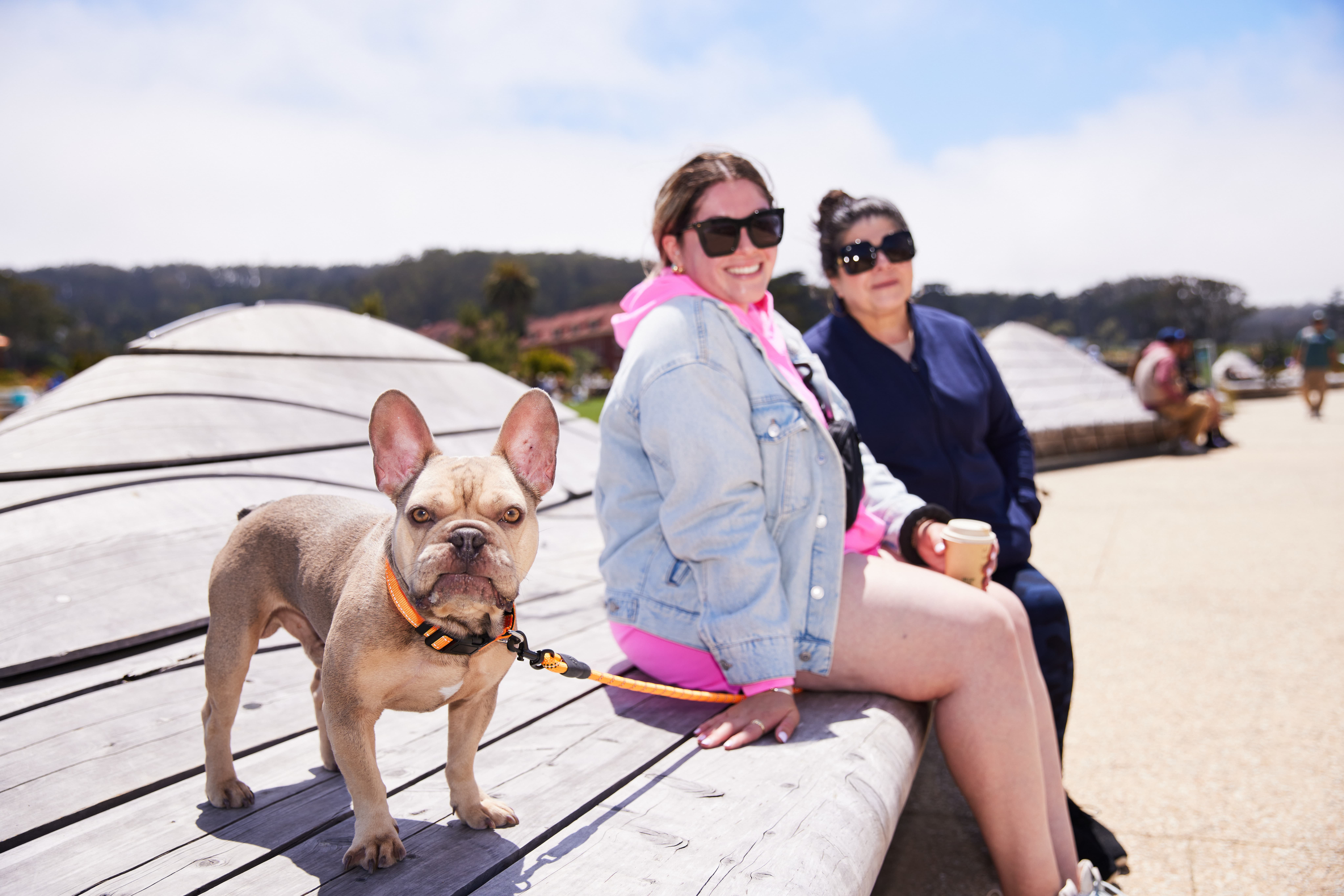 Little dog sitting with two people on a leash on Presidio Tunnel Tops