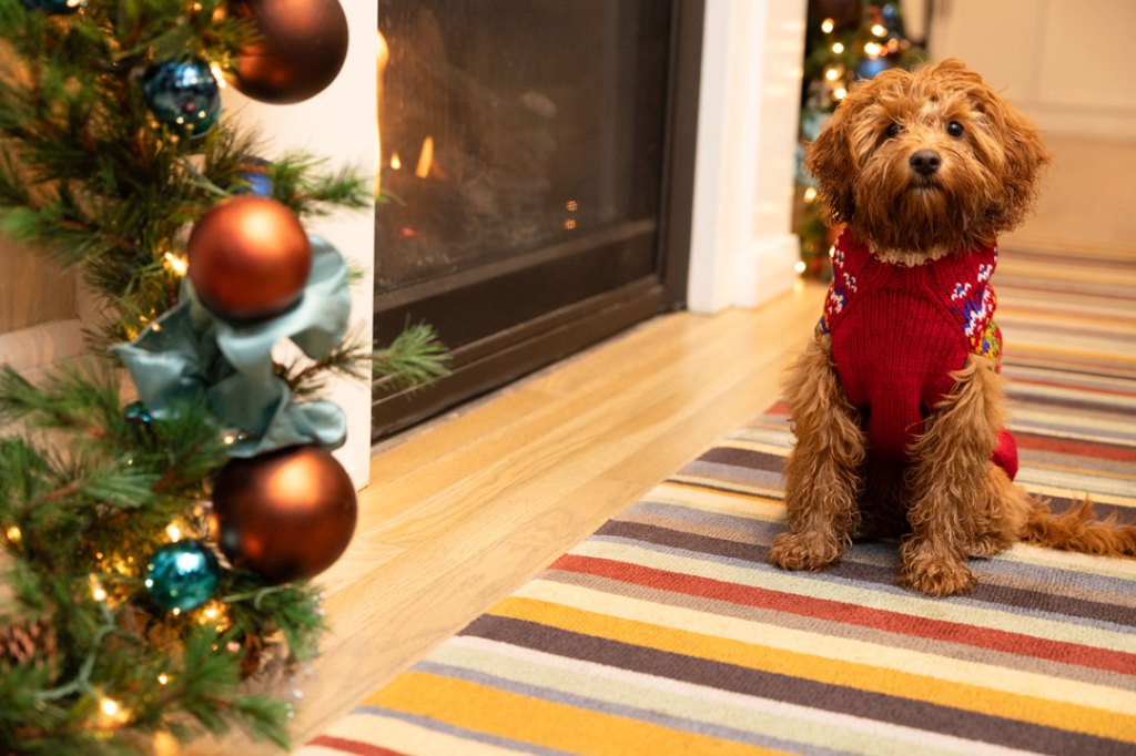 A dog sits next to a decorated tree, indoors.