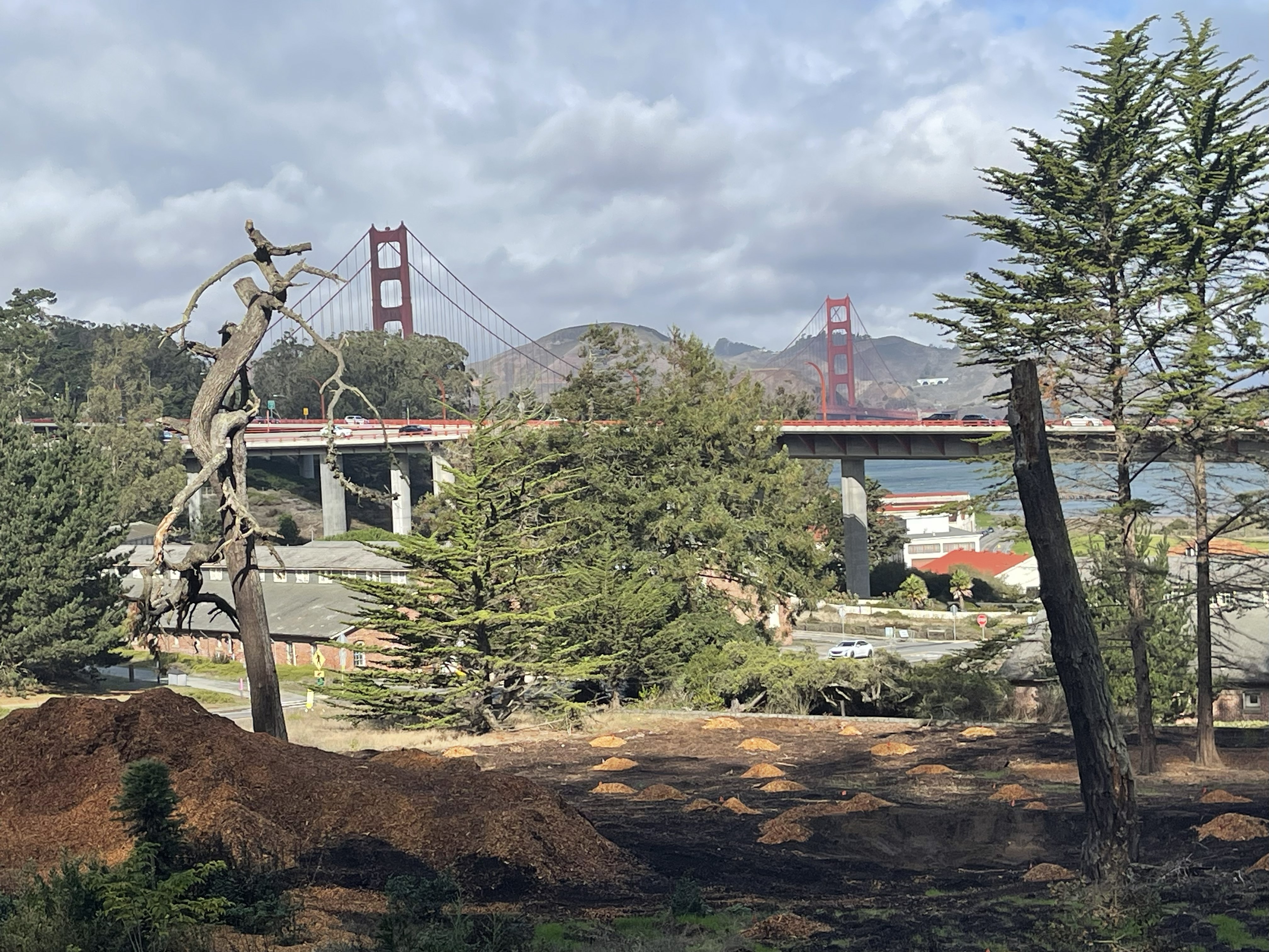 Fallen tree looking northwest at Golden Gate Bridge