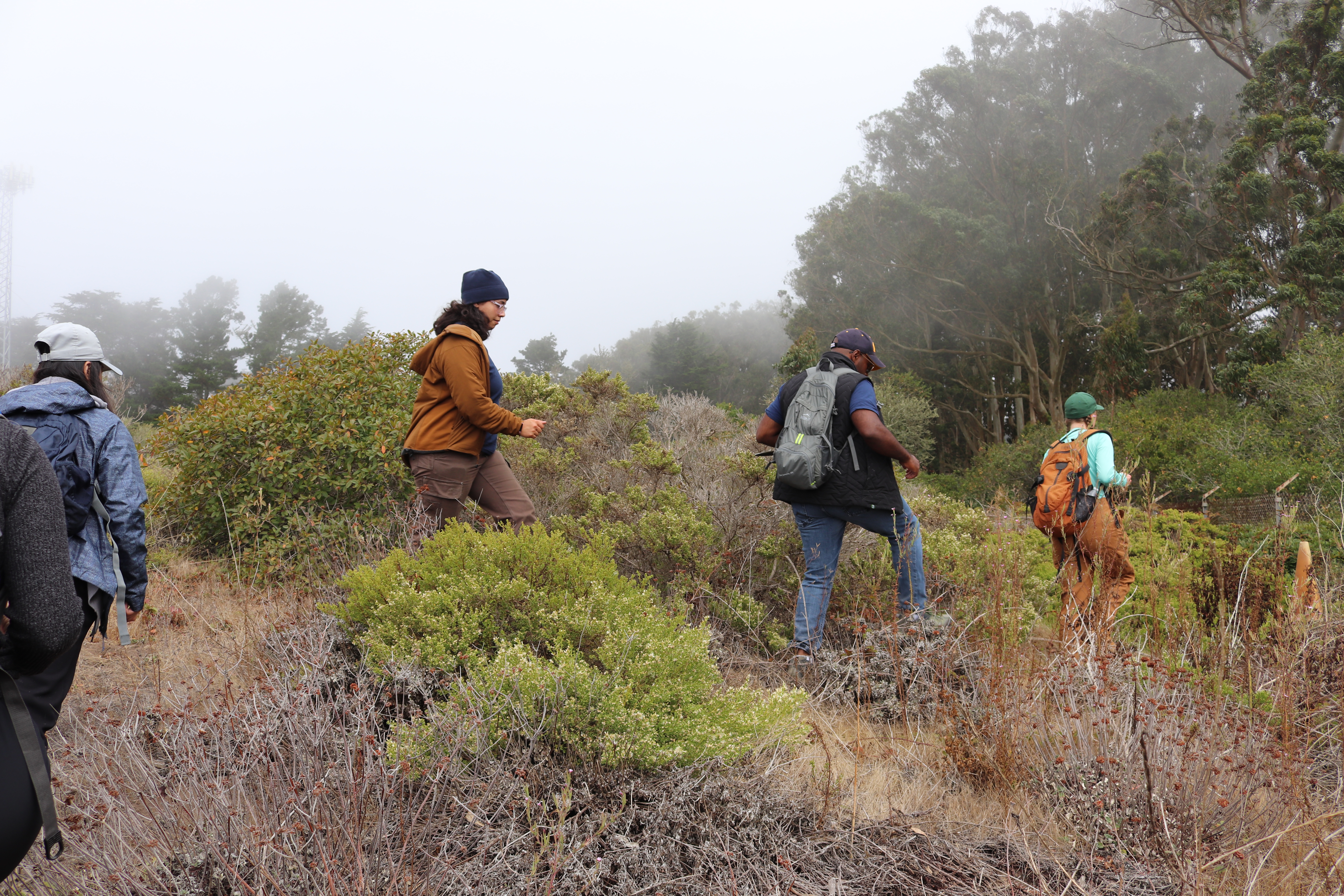 group of adults walking amongst the shrubs