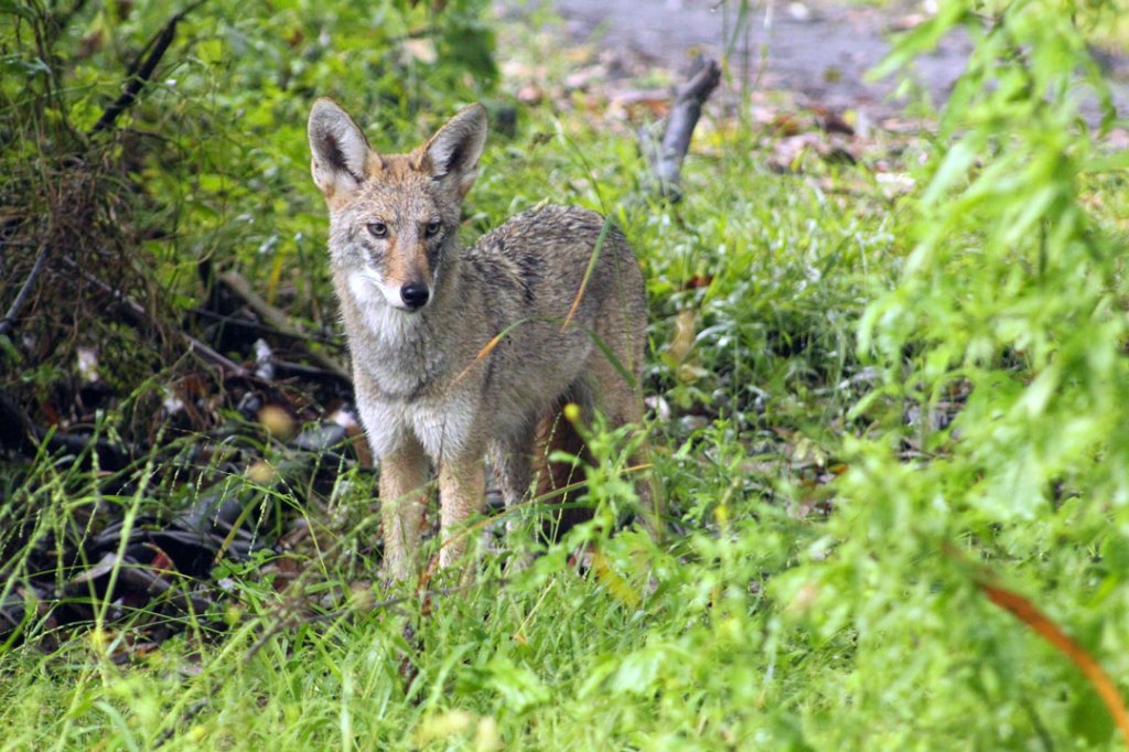 A coyote in a green park